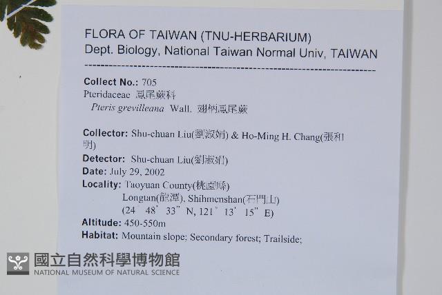 翅柄鳳尾蕨藏品圖，第2張