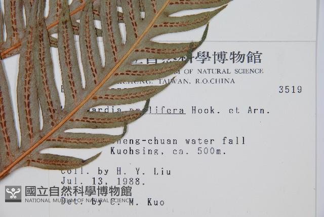 東方狗脊蕨藏品圖，第2張