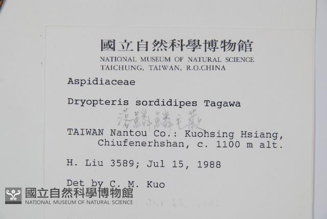 落鱗鱗毛蕨藏品圖，第2張