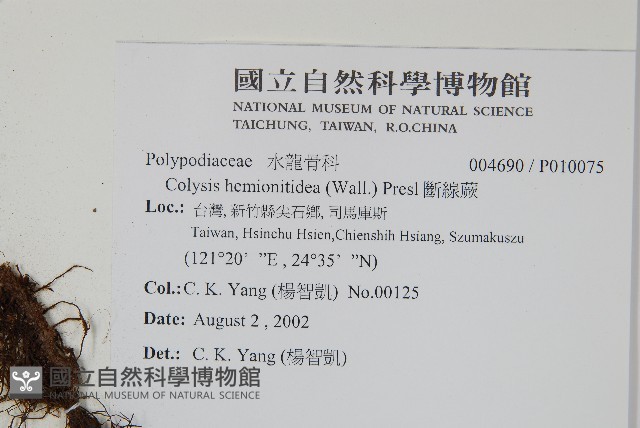 斷線蕨藏品圖，第2張