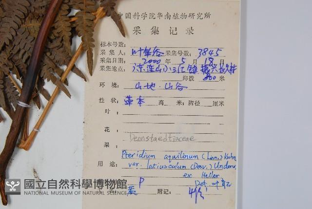 蕨藏品圖，第2張