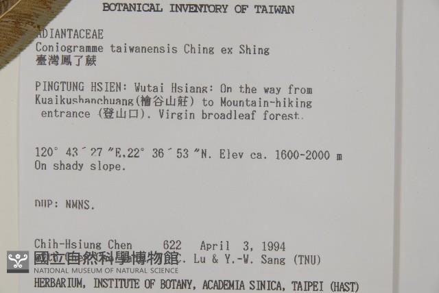 華鳳丫蕨藏品圖，第2張