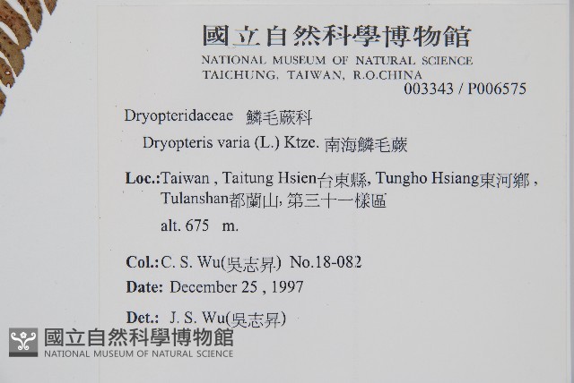 南海鱗毛蕨藏品圖，第2張