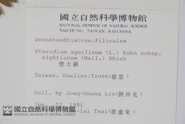 巒大蕨藏品圖，第2張