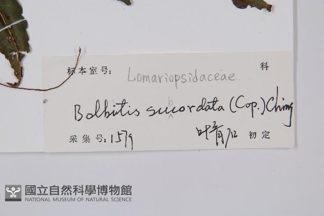 海南實蕨藏品圖，第2張