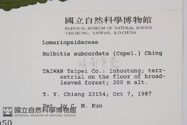 海南實蕨藏品圖，第2張