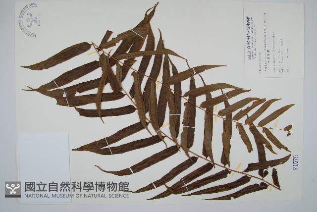 長葉腎蕨藏品圖，第1張