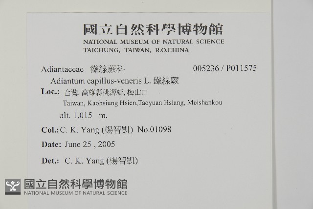 鐵線蕨藏品圖，第2張