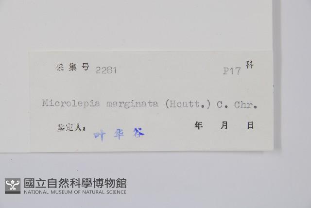 邊緣鱗蓋蕨藏品圖，第2張