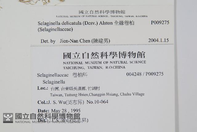 全緣卷柏藏品圖，第2張