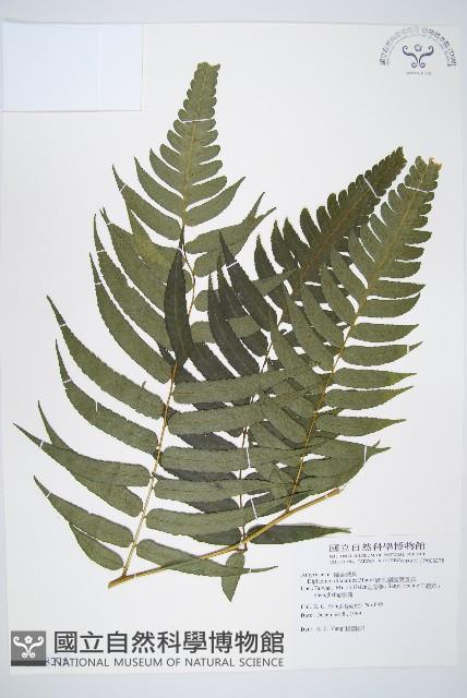 廣葉鋸齒雙蓋蕨藏品圖，第1張