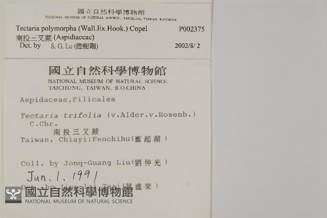 南投三叉蕨藏品圖，第2張