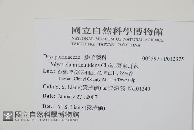 臺東耳蕨藏品圖，第2張