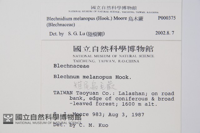 雉尾烏毛蕨藏品圖，第2張