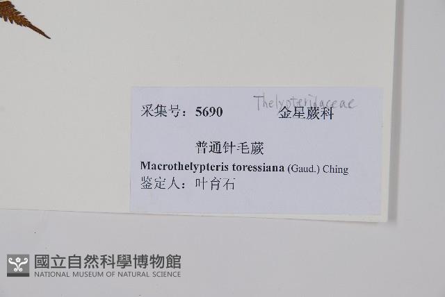 普通針毛蕨藏品圖，第2張