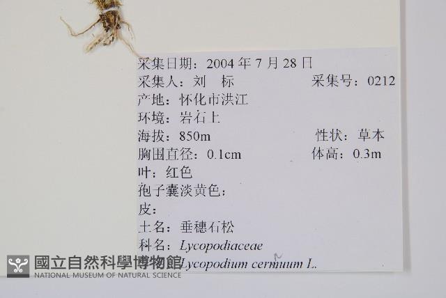 過山龍藏品圖，第2張