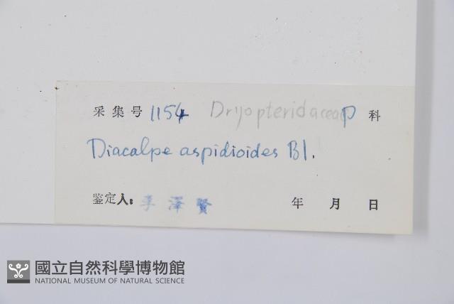 紅線蕨藏品圖，第2張