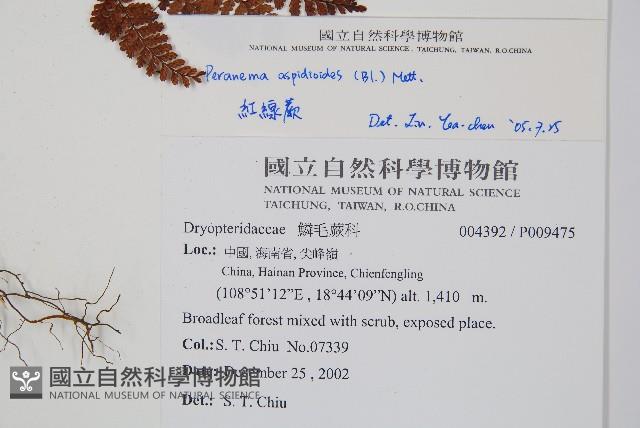 紅腺蕨藏品圖，第2張