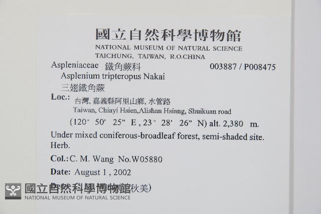 鐵角蕨藏品圖，第2張