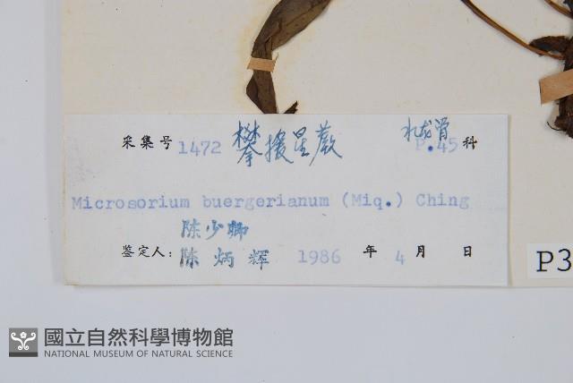 波氏星蕨藏品圖，第2張