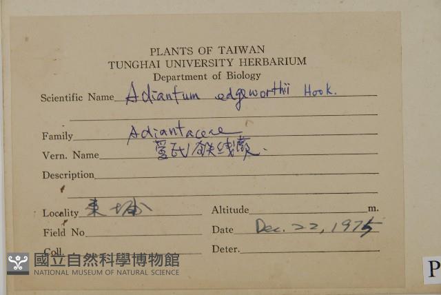 愛氏鐵線蕨藏品圖，第2張