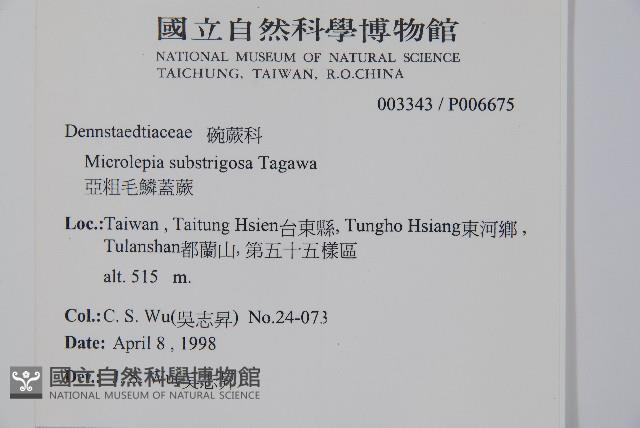 亞粗毛鱗蓋蕨藏品圖，第2張