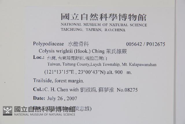 萊氏線蕨藏品圖，第2張