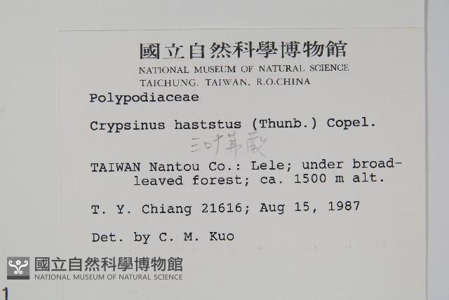 三葉茀蕨藏品圖，第2張