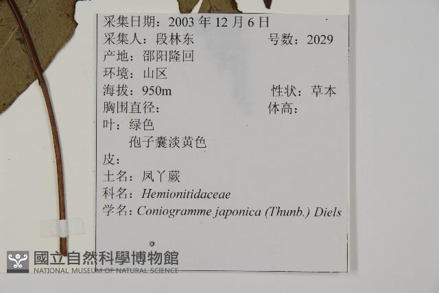 日本鳳丫蕨藏品圖，第2張