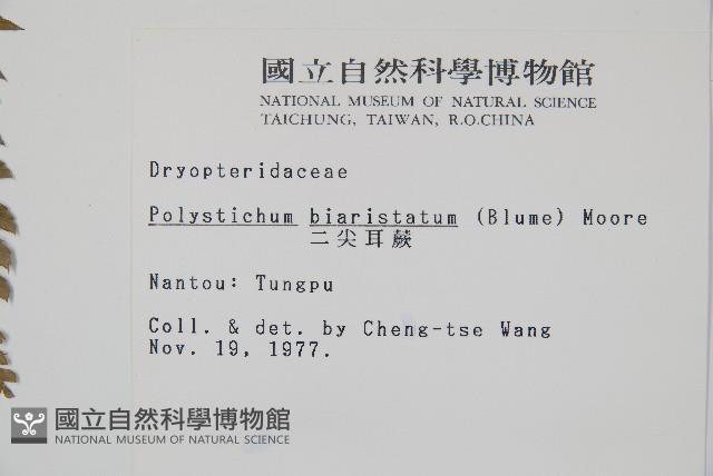 二尖耳蕨藏品圖，第2張