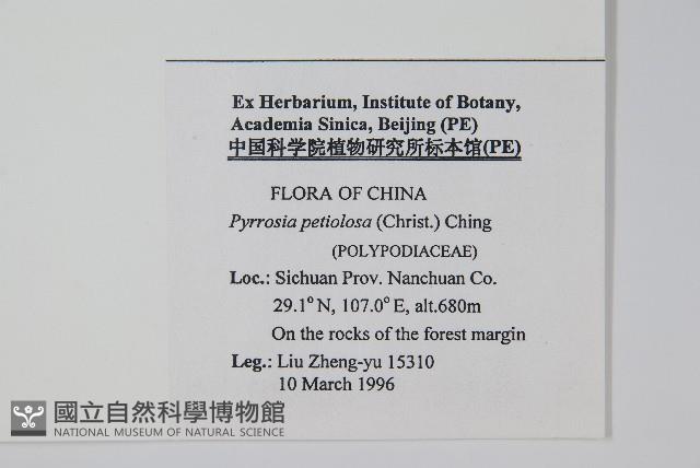 有柄石韋藏品圖，第2張