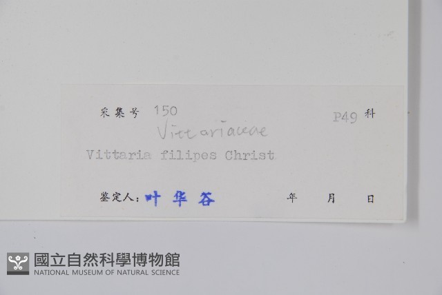 紐柄書帶蕨藏品圖，第2張