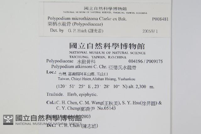 栗柄水龍骨藏品圖，第2張