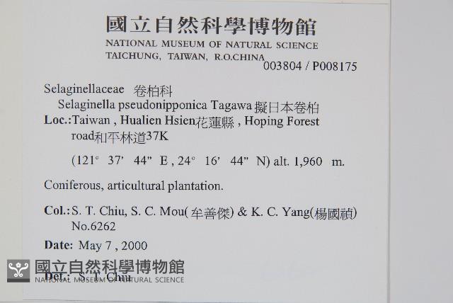 擬日本卷柏藏品圖，第2張