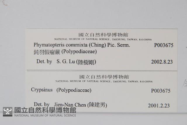 鈍羽假瘤蕨藏品圖，第2張