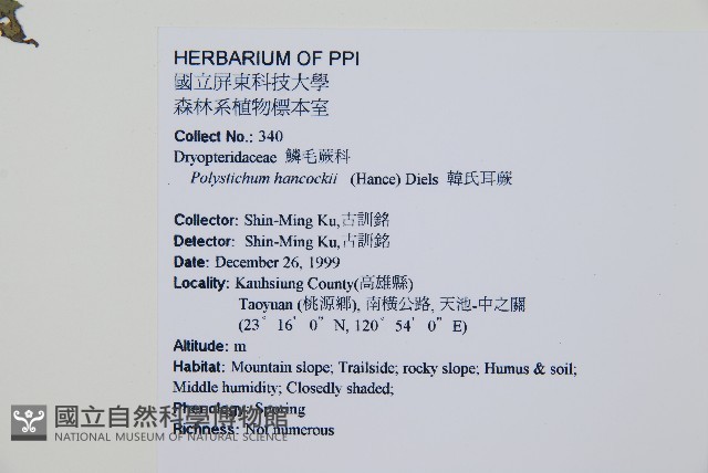 韓氏耳蕨藏品圖，第2張