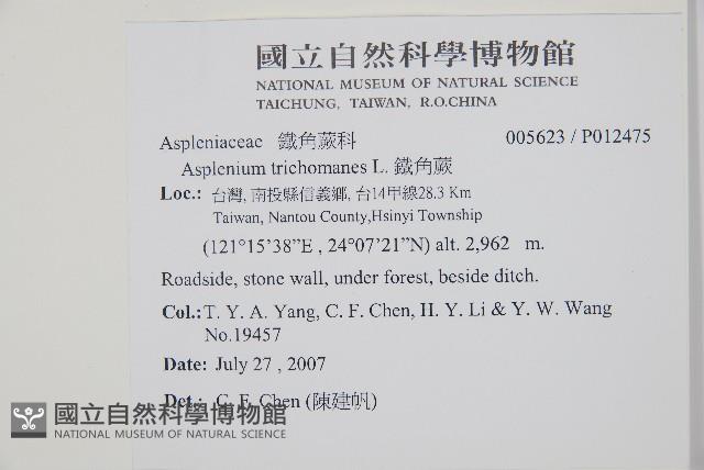 鐵角蕨藏品圖，第2張