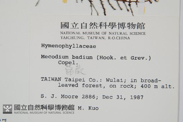 蕗蕨藏品圖，第2張