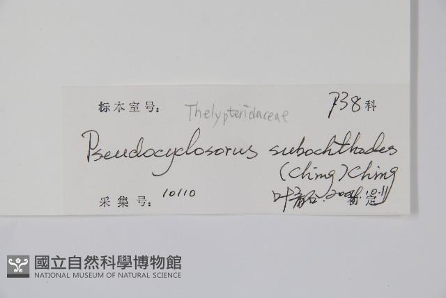 普通假毛蕨藏品圖，第2張