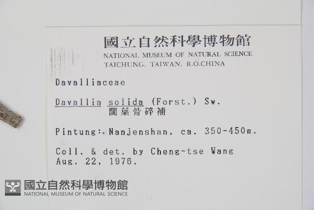 闊葉骨碎補藏品圖，第2張