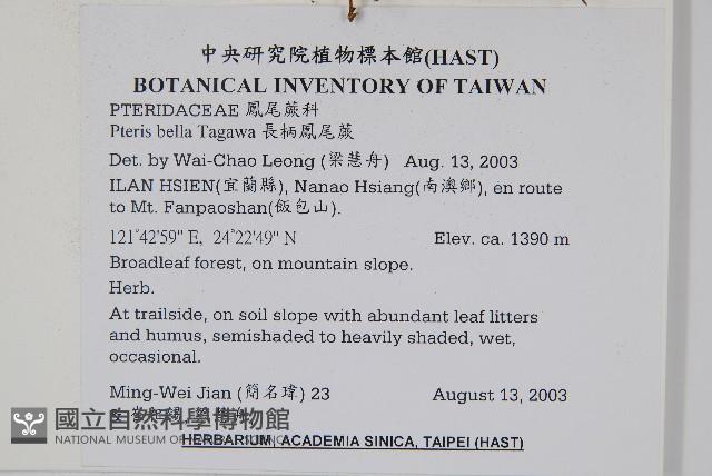 長柄鳳尾蕨藏品圖，第2張
