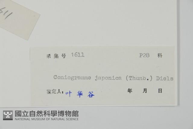 日本鳳丫蕨藏品圖，第2張