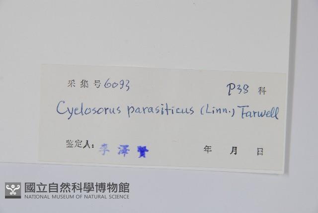 密毛毛蕨藏品圖，第2張