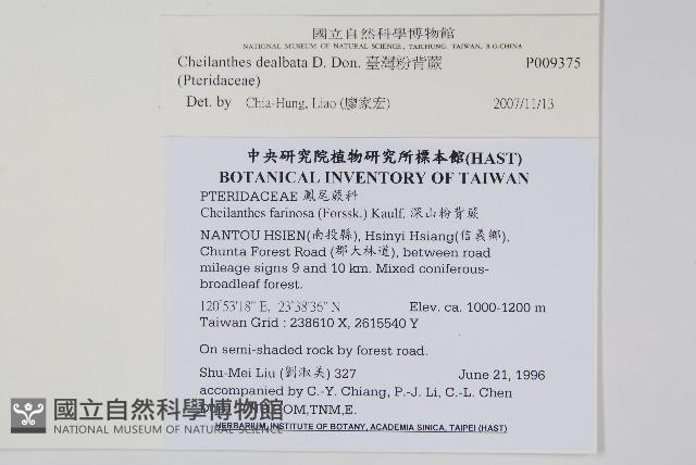 臺灣粉背蕨藏品圖，第2張