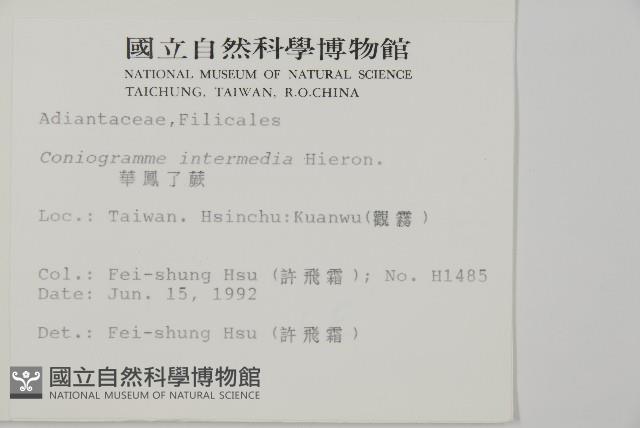 華鳳丫蕨藏品圖，第2張