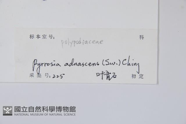 抱樹石葦藏品圖，第2張