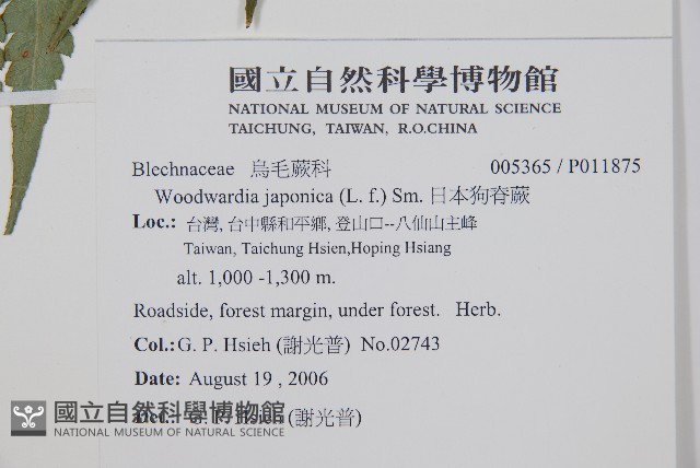 日本狗脊蕨藏品圖，第2張