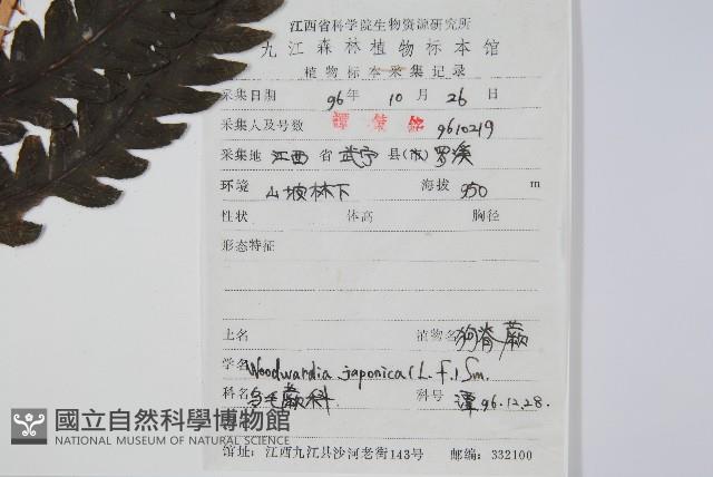 日本狗脊蕨藏品圖，第2張