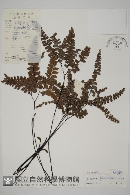 扇葉鐵線蕨藏品圖，第1張