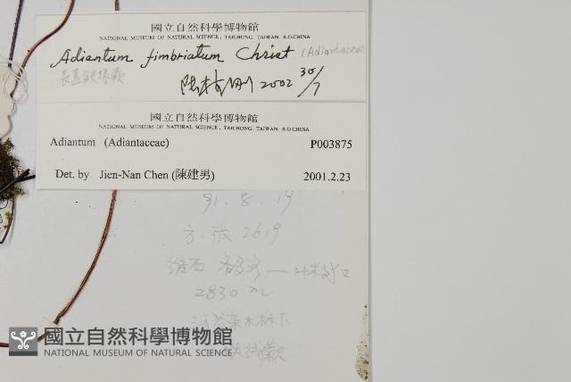 長蓋鐵線蕨藏品圖，第2張